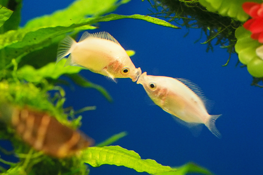 サンシャイン水族館 キッシンググラミー