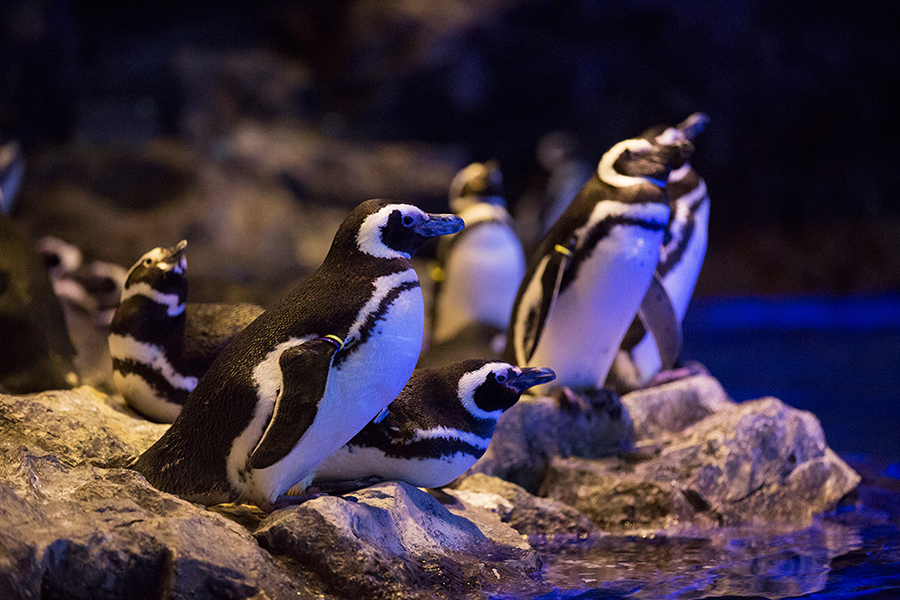 すみだ水族館 マゼランペンギン