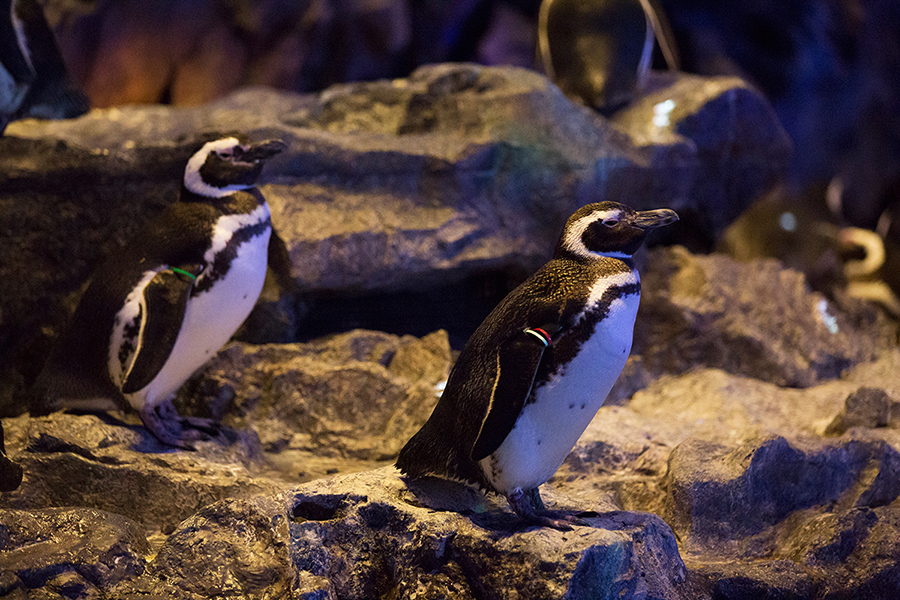 すみだ水族館 マゼランペンギン