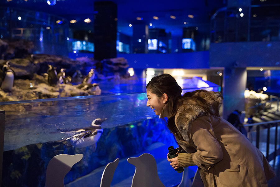 すみだ水族館 ペンギン