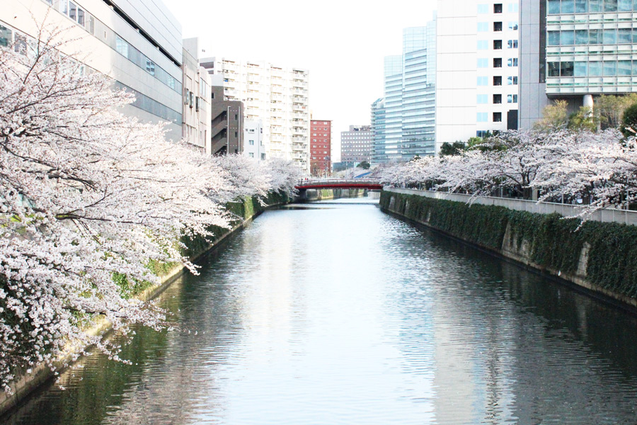 目黒川の桜