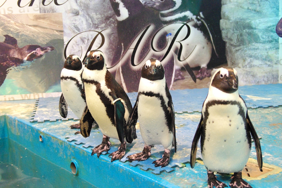 パーティーダイニング ペンギンのいるBAR 池袋店 ペンギン