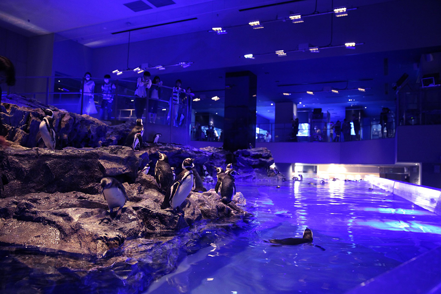 すみだ水族館 屋内開放型ペンギンプール