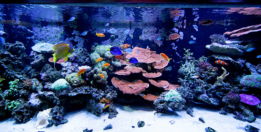ヨコハマおもしろ水族館