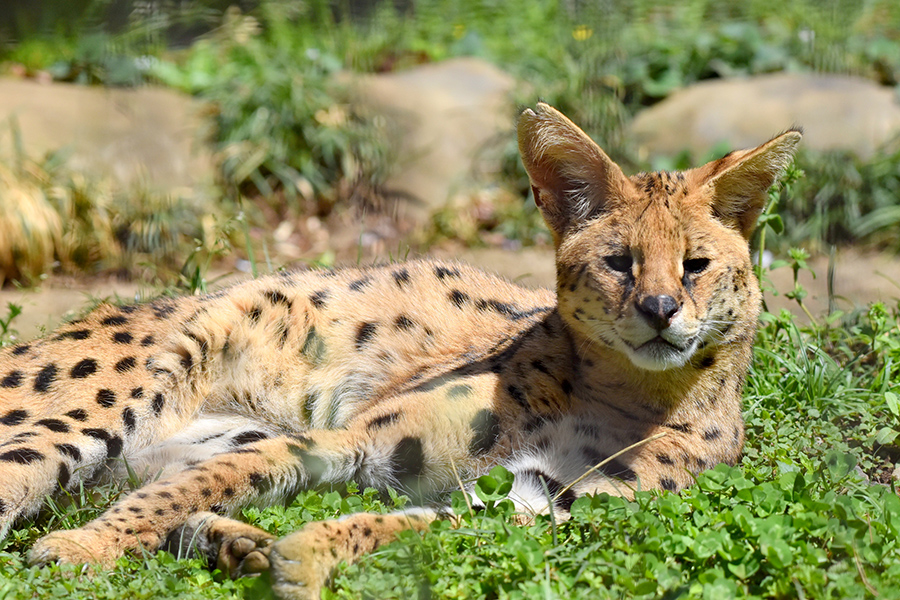 多摩動物公園