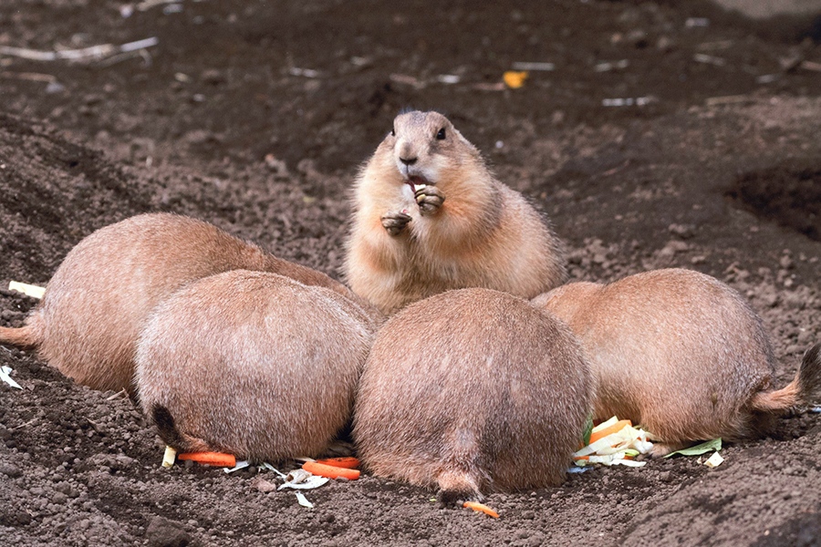 江戸川区自然動物園