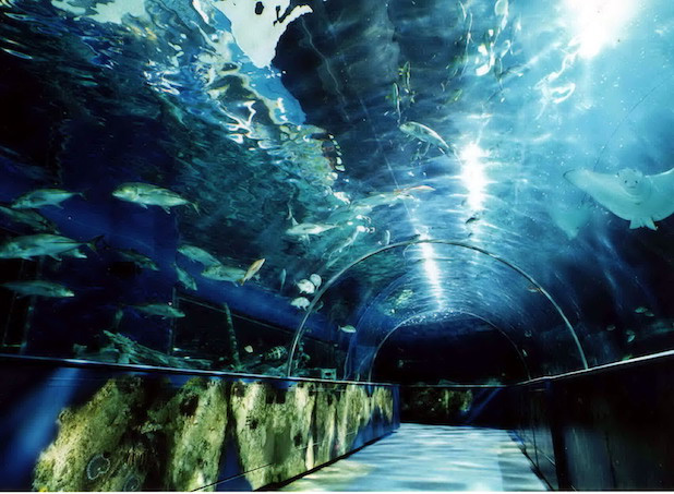 しながわ水族館