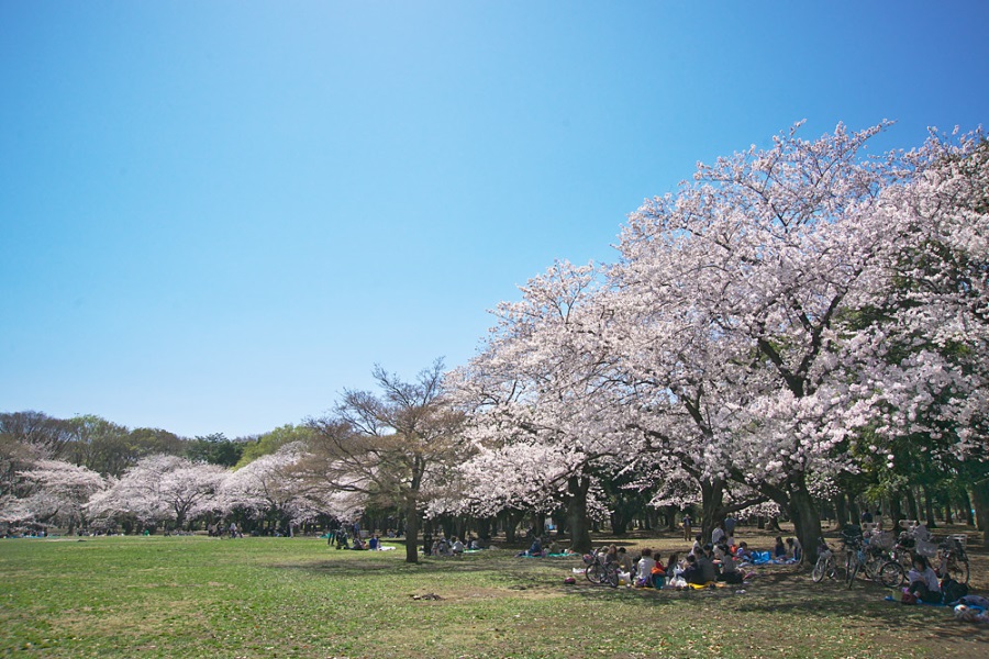 桜画像