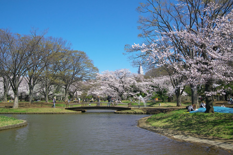 桜画像