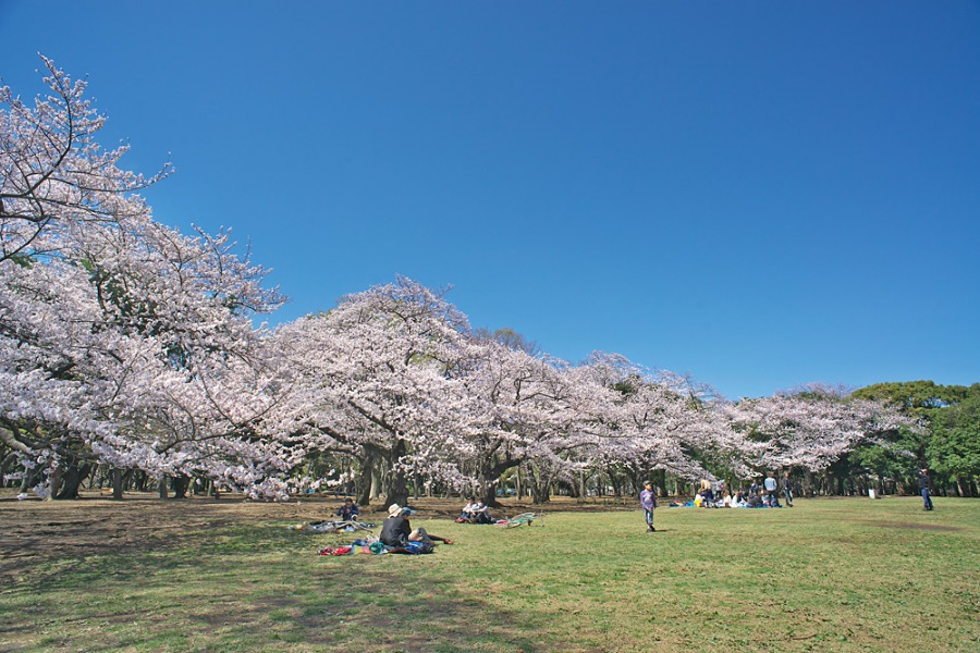 桜画像
