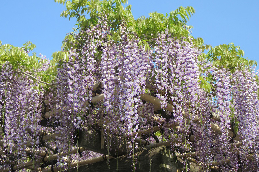 旧芝離宮恩賜庭園
