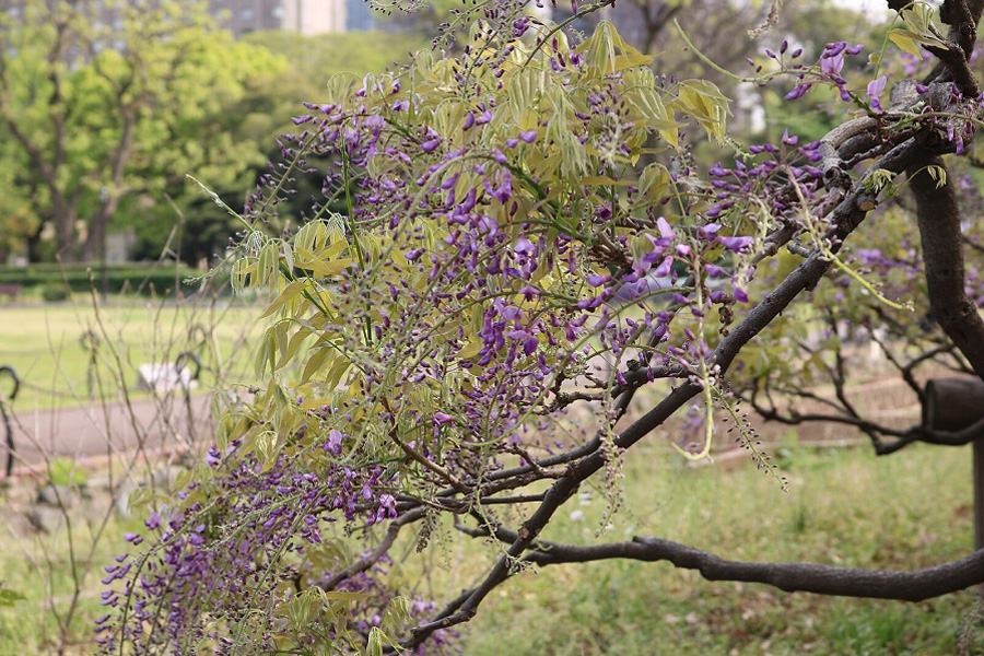 日比谷公園