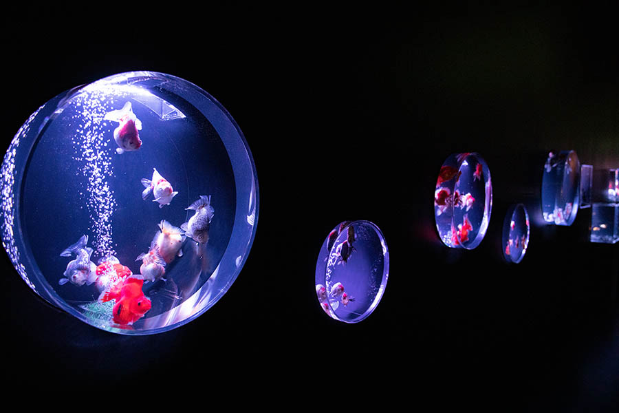 ECO EDO 日本橋 アートアクアリウム 2019 ~江戸・金魚の涼~ & ナイトアクアリウム2