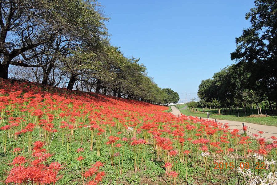 権現堂公園