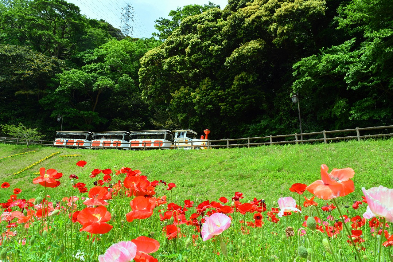 くりはま花の国