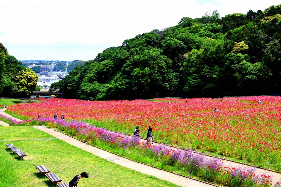 くりはま花の国
