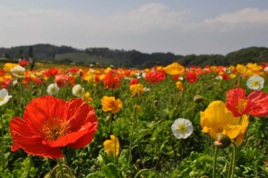 東京ドイツ村