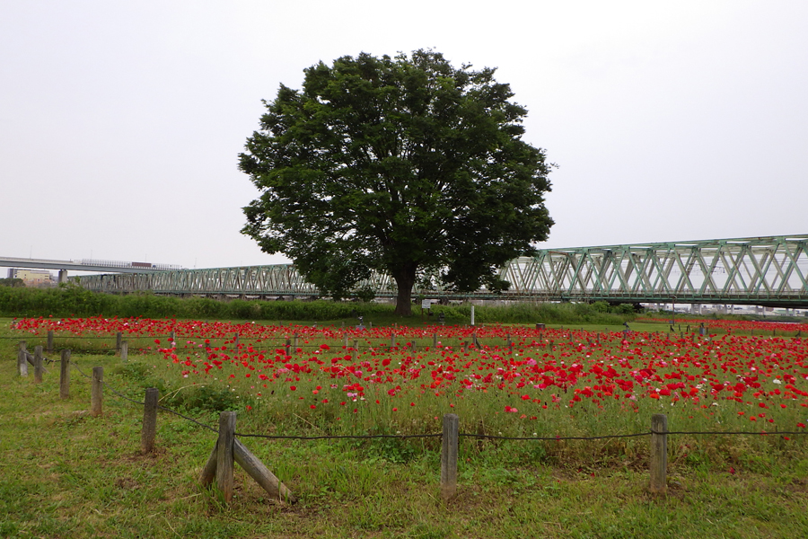 平井運動公園