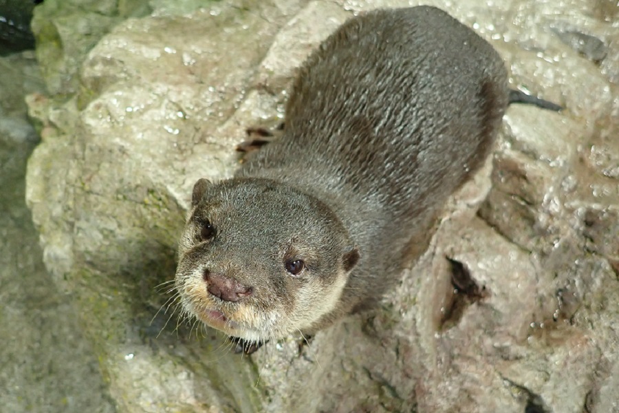 新江ノ島水族館