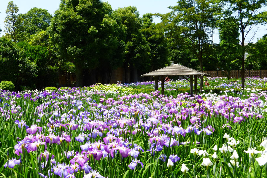 染谷花しょうぶ園
