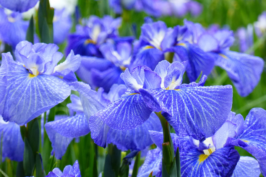 染谷花しょうぶ園