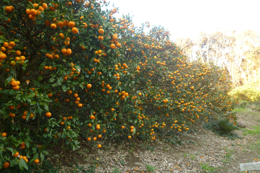 野宮農園
