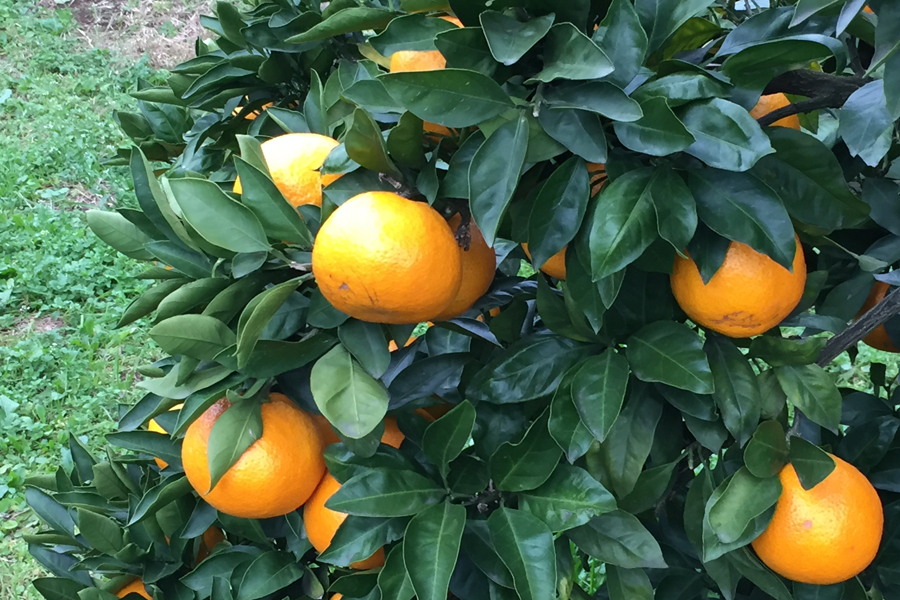 芝口果樹園