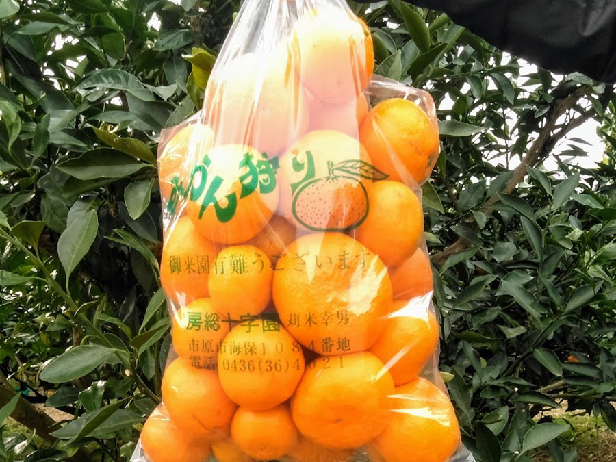 房総十字園