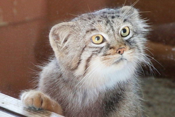 猫の日2017保存版】ネコ科はみんなカワイイぞ♪都内近郊でネコ科動物に