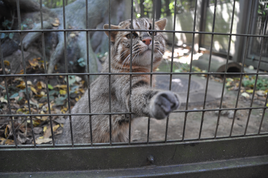 猫の日17保存版 ネコ科はみんなカワイイぞ 都内近郊でネコ科動物に会おう レッツエンジョイ東京