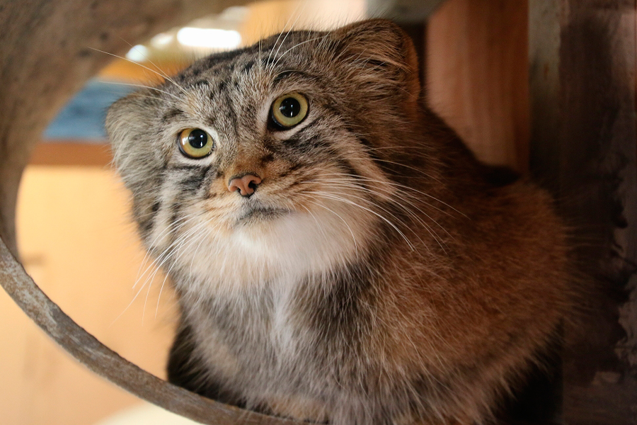 猫の日2017保存版】ネコ科はみんなカワイイぞ♪都内近郊でネコ科動物に