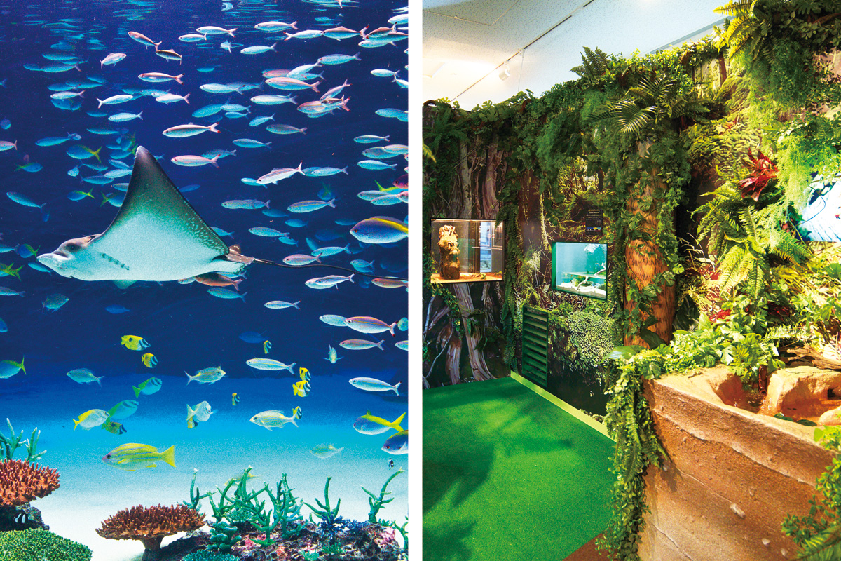 ボサンシャイン水族館