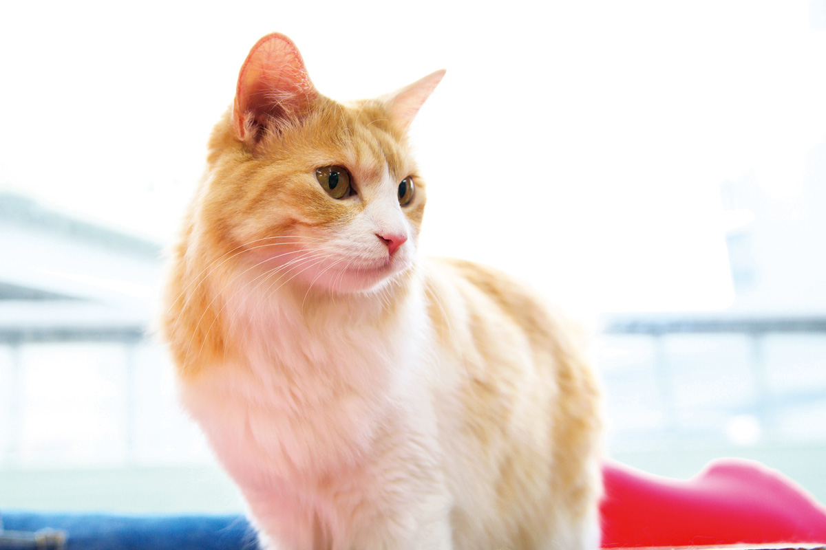 Cat Cafe ねころび