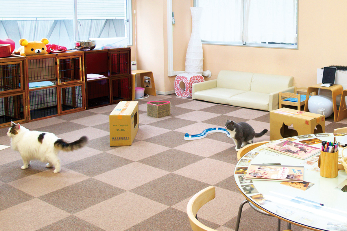 Cat Cafe ねころび