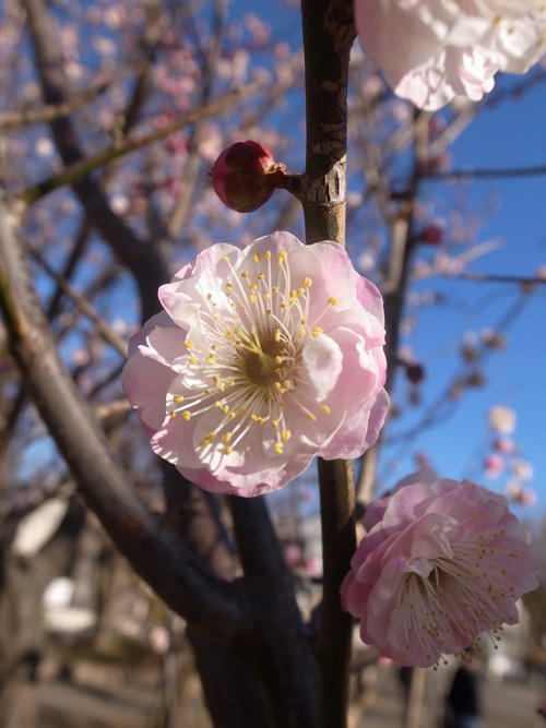 羽根木公園