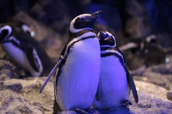 恋する水族館。Sweet Penguins
