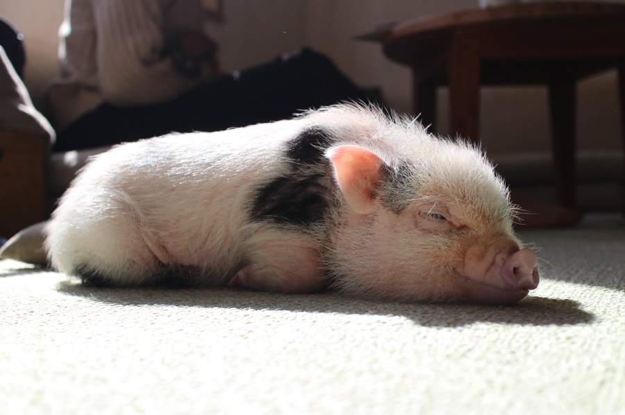 ミニサイズのマイクロブタさんと遊べる マイピッグカフェ レポ レッツエンジョイ東京