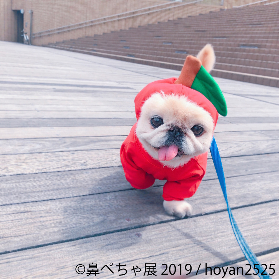 鼻ぺちゃ展 2019