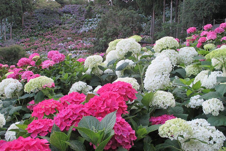 見ごろはいつ 千葉のあじさい名所まとめ レッツエンジョイ東京
