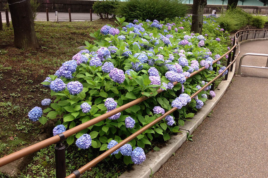 こだいらあじさいまつり 東京都小平市公式ホームページ