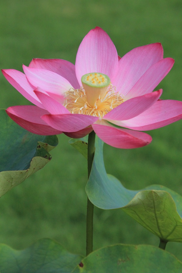 神代植物公園