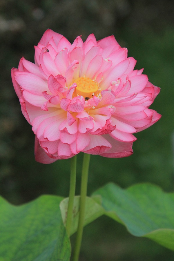 神代植物公園