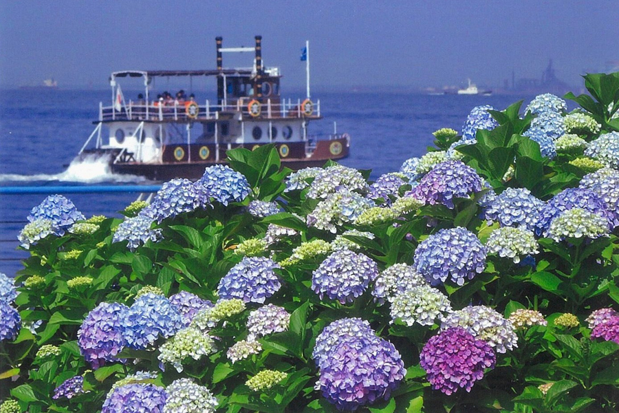 いつ見ごろ 関東の あじさい 名所35選 レッツエンジョイ東京 いつ見ごろ 関東の あじさい 名所35選 レッツエンジョイ東京