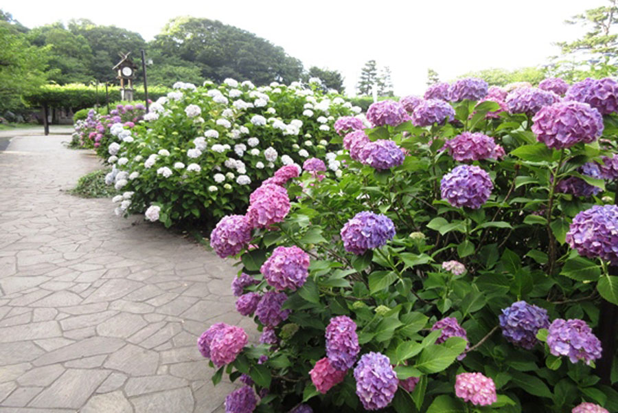 いつ見ごろ 関東の あじさい 名所35選 レッツエンジョイ東京 いつ見ごろ 関東の あじさい 名所35選 レッツエンジョイ東京
