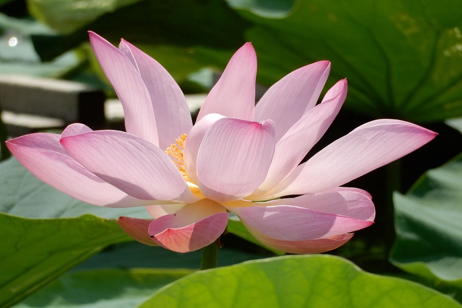 超バズってるお弁当屋 サイゼリヤの パスタ専門店 6月の人気記事ランキング レッツエンジョイ東京