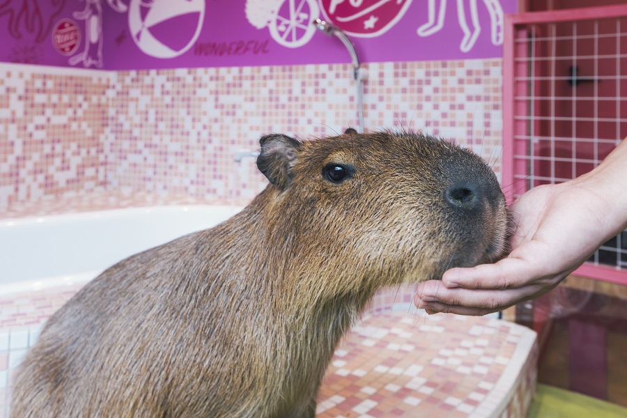 東京のユニークな動物スポット3選 ペンギン カピバラ 虎に出合える レッツエンジョイ東京