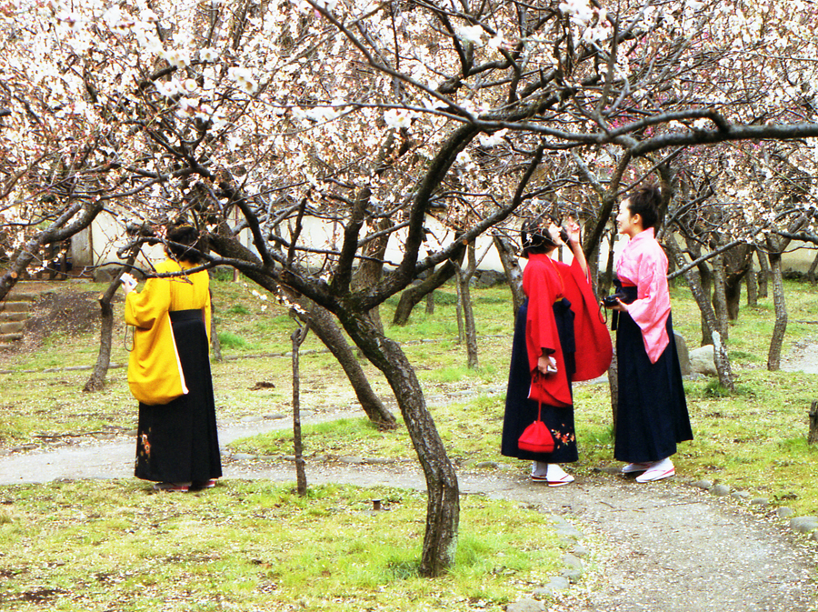 梅の花の見ごろは？都内の梅まつり・梅の名所まとめ【2021年】｜レッツ 