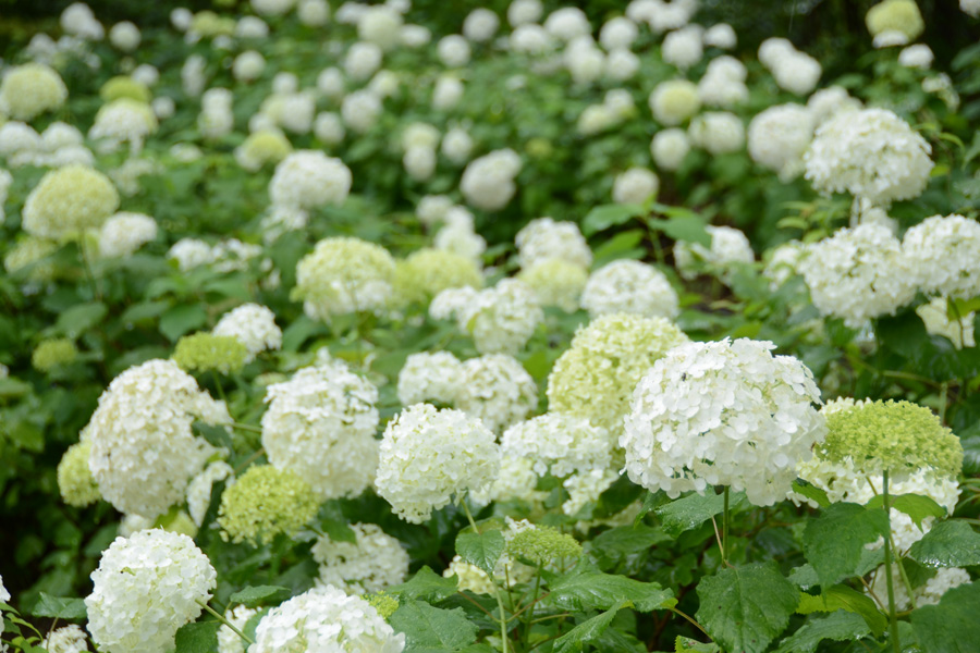 いつ見ごろ 関東の あじさい 名所35選 レッツエンジョイ東京