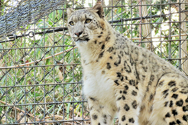 猫の日 2月22日は猫の日 関東近郊で出会える猫科動物を制覇してみた レッツエンジョイ東京