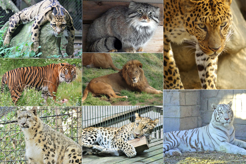 猫の日 2月22日は猫の日 関東近郊で出会える猫科動物を制覇してみた レッツエンジョイ東京